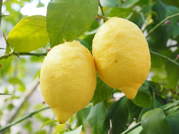 Comment faire pousser un citronnier à partir de graines ?