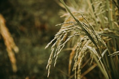 Faire pousser du riz : ce qu'il faut en retenir ?
