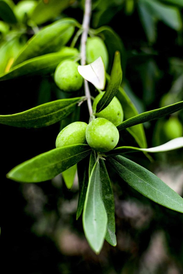 Choix d'un arbuste : quel élément pour décorer un grand jardin ?