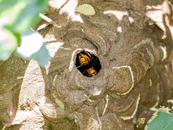 Comment sécuriser votre maison face aux nids de frelons ?