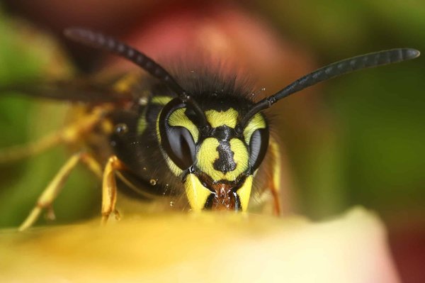 À quelle température meurent les guêpes ?